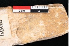 Foto (Detailansicht) von Cinnamomum polymorphum Braun (NHMW-GEO-2024-0188-7999)